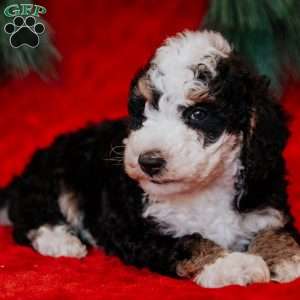 Bimbo, Mini Bernedoodle Puppy